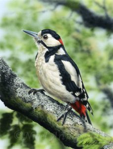 Nigel Artingstall - Great Spotted Woodpecker