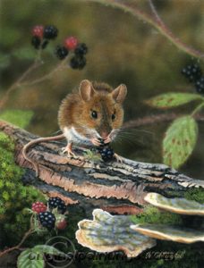 Nigel Artingstall - Wood Mouse